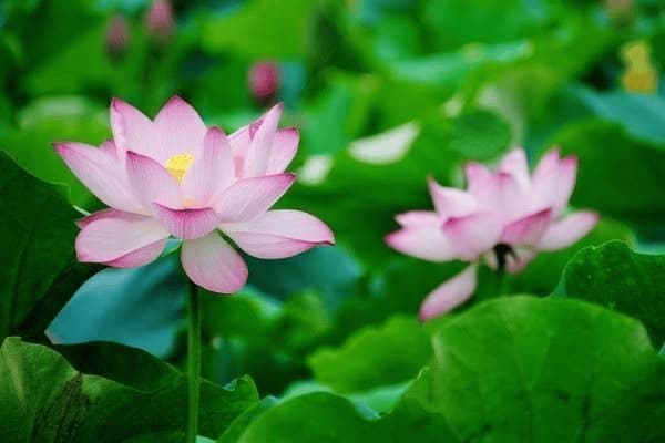 网红同款ai绘画软件推荐，网红同款ai绘画软件推荐下载