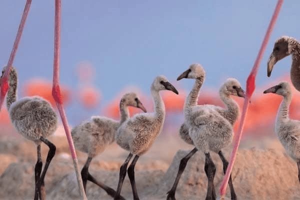 ai软件如何扭曲变形，ai软件如何扭曲变形图形